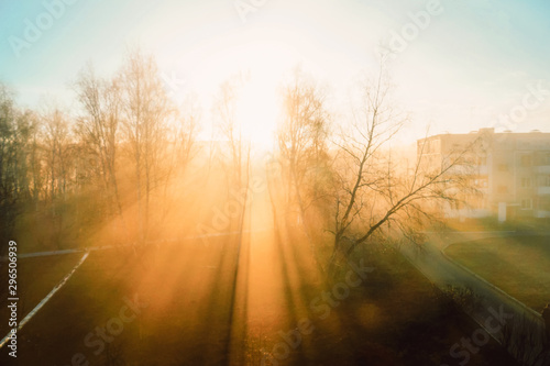 bright dawn on a summer morning. The sun's rays make their way through the branches of green birch trees and scatter in the fog. Warm colors