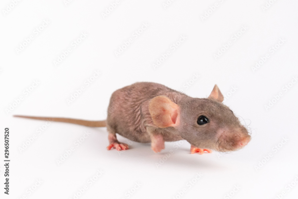 Gray Dumbo Sphinx rat isolated on white background Gray Dumbo Sphinx rat isolated on white background