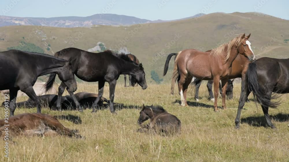 A group of horses graze in an alpine pasture. Herd of adult horses and foals on a sunny day A group of horses graze in an alpine pasture. Herd of adult horses and foals on a sunny day
