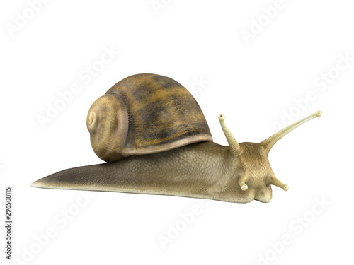 Gsrden snail 3d render on white no shadow