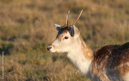 Deer reindeer with antlers horns