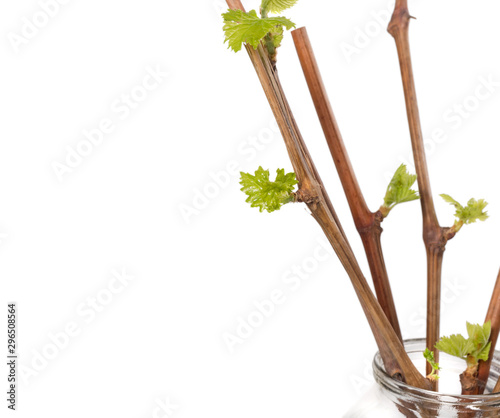 The process of growing grapes saplings from the vine.
