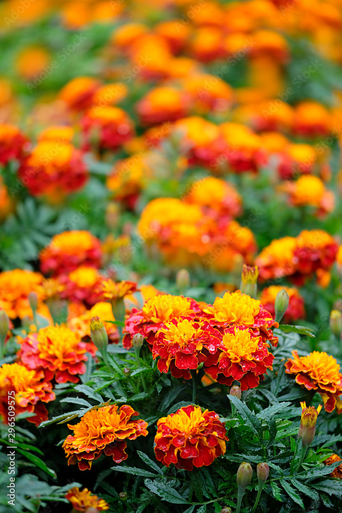 orange flowers marigold, Cempasuchil flower. Tagetes Erecta. Field of Flowers of dead, traditional Mexican flower of day of the dead. copy space. full frame flower background. Temlate for design
