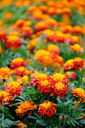 orange flowers marigold, Cempasuchil flower. Tagetes Erecta. Field of Flowers of dead, traditional Mexican flower of day of the dead. copy space. full frame flower background. Temlate for design © Ju_see