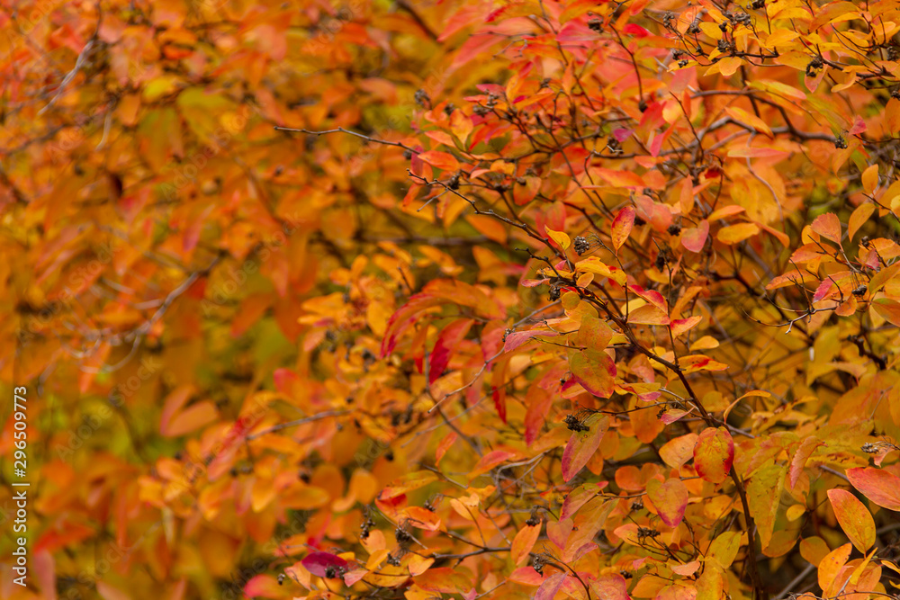 Autumn park. Collection of beautiful colorful autumn leaves of different colors Autumn park. Collection of beautiful colorful autumn leaves of different colors