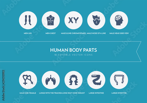 10 human body parts concept blue icons
