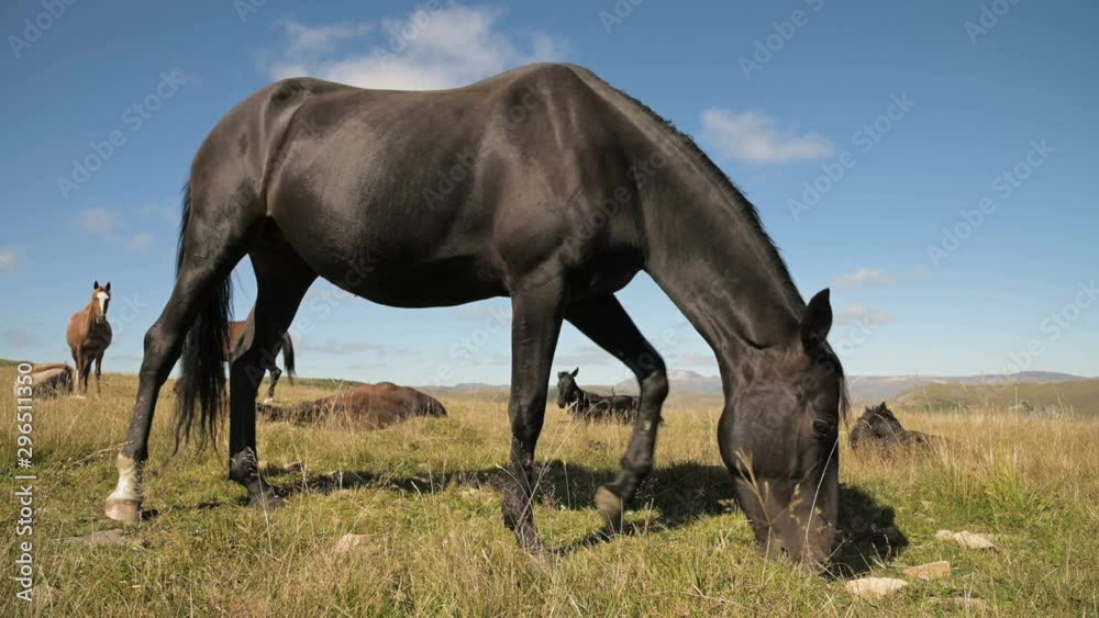 A black domestic horse grazes in a mountain meadow on a sunny autumn day. Farm Equestrian Concept A black domestic horse grazes in a mountain meadow on a sunny autumn day. Farm Equestrian Concept