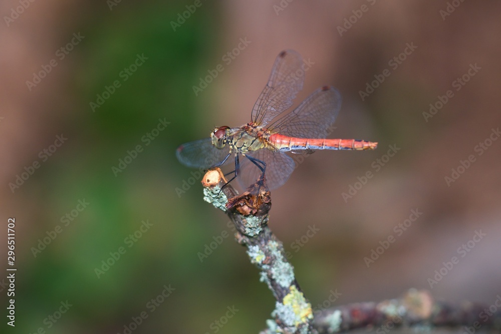 Close up of vagrant darter in natural environment, Slovakia, Europe Close up of vagrant darter in natural environment, Slovakia, Europe