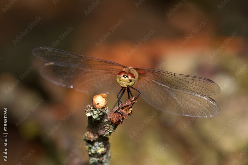 Close up of vagrant darter in natural environment, Slovakia, Europe Close up of vagrant darter in natural environment, Slovakia, Europe