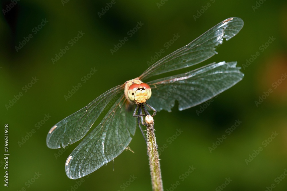 Close up of vagrant darter in natural environment, Slovakia, Europe Close up of vagrant darter in natural environment, Slovakia, Europe