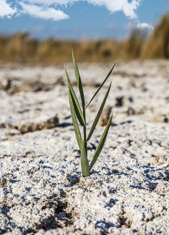 Fototapeta premium Sparse reed vegetation on salty soil
