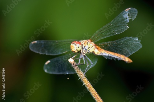 Close up of vagrant darter in natural environment, Slovakia, Europe