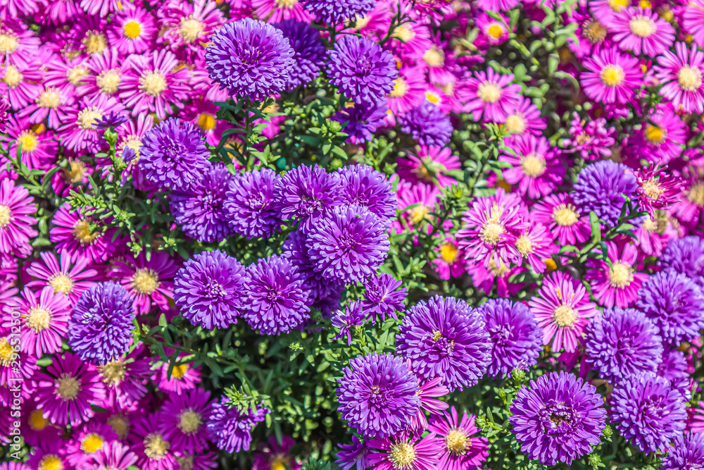Bush of autumn flowers in the park close-up as a background Bush of autumn flowers in the park close-up as a background