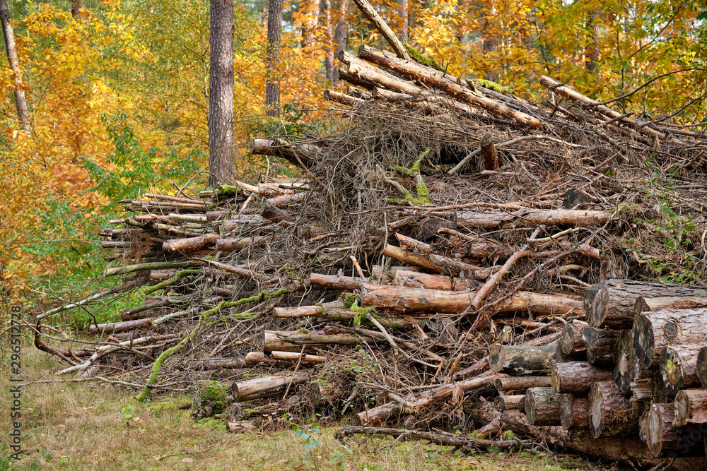 Piles of rotting old wood are lying in the autumnal forest in Franconia, Germany near Nuremberg in October Piles of rotting old wood are lying in the autumnal forest in Franconia, Germany near Nuremberg in October