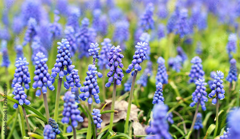 Field of Grape Hyacinth Flower in Garden Field of Grape Hyacinth Flower in Garden