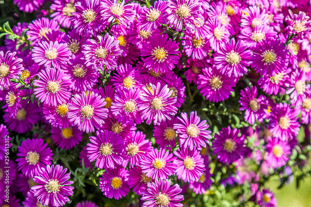 Bush of autumn flowers in the park close-up as a background