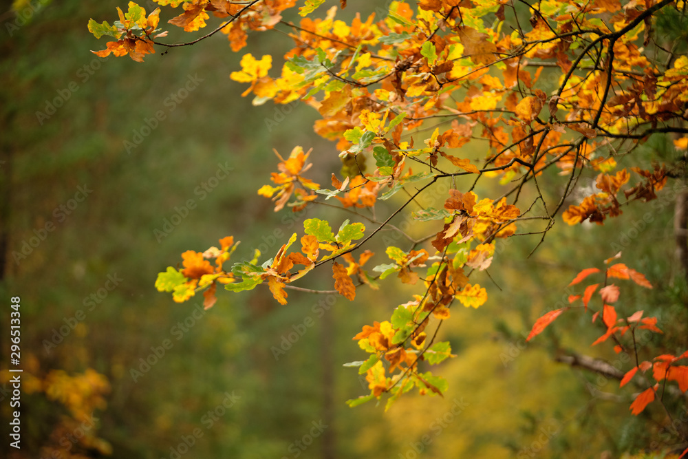 Background with a closeup of beautiful colored autumn leaves of an oak tree in the forest in October in Franconia, Germany Background with a closeup of beautiful colored autumn leaves of an oak tree in the forest in October in Franconia, Germany
