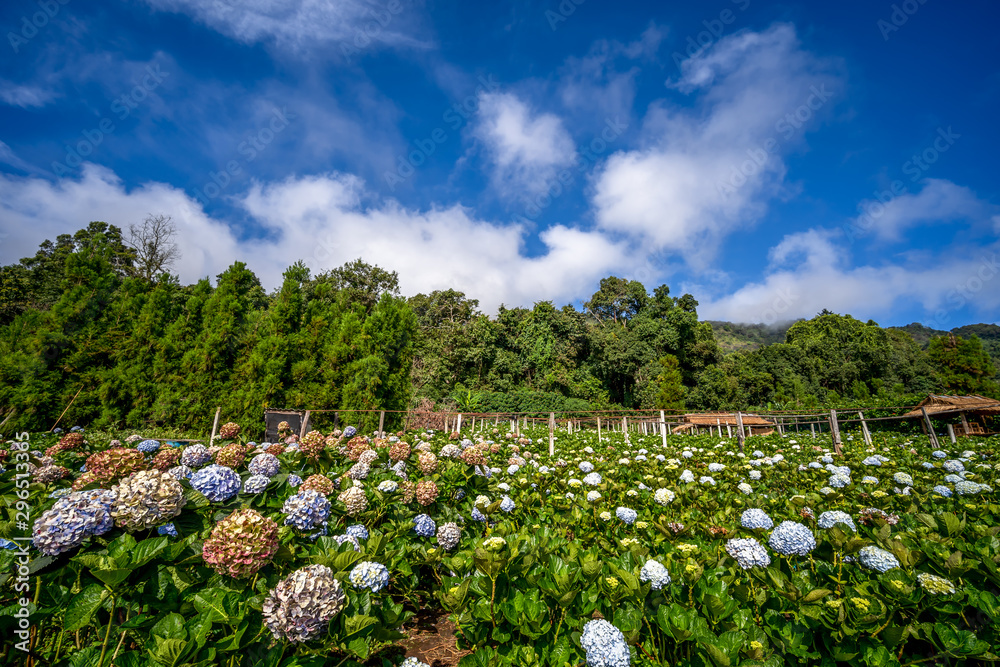 Hydrangea Flowers blooming in the garden, Beautiful Flower and mountain background.