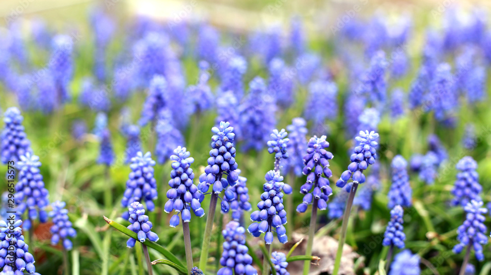 Blooming Grape Hyacinth Flower in Spring Season Blooming Grape Hyacinth Flower in Spring Season