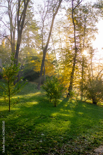 Morning sunbeams between trees with light fog in the park.