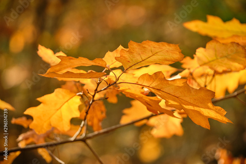 Background with a closeup of beautiful colored autumn leaves of a red oak in the forest in October in Franconia, Germany