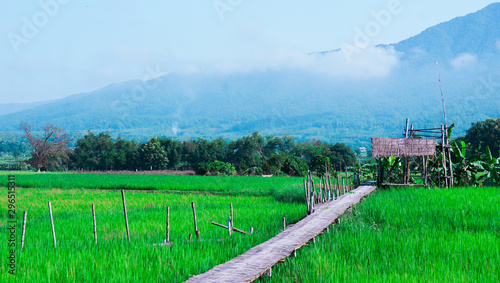 A wooden bridge that walks to the hut in the meadow, amidst beautiful nature.