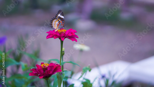 butterfly sucking nectar from pollen In the flower.