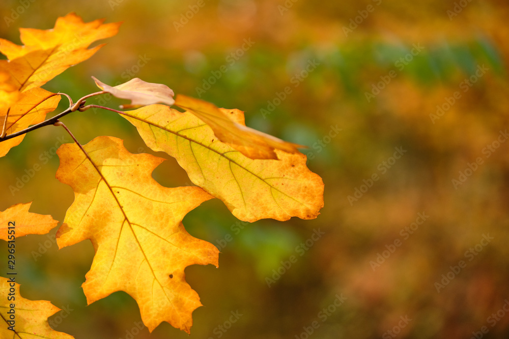 Background with a closeup of beautiful colored autumn leaves of a red oak in the forest in October in Franconia, Germany Background with a closeup of beautiful colored autumn leaves of a red oak in the forest in October in Franconia, Germany