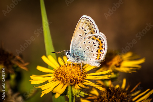 Butterfly on a flower in autumn © Milan