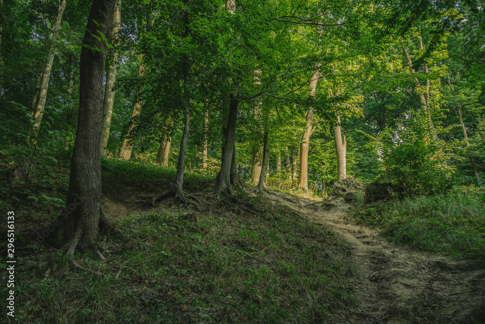 common forest fresh air scenic environment with hills and green foliage common forest fresh air scenic environment with hills and green foliage