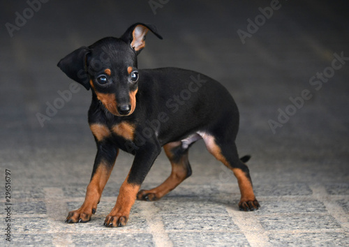Adorable prague ratter puppy