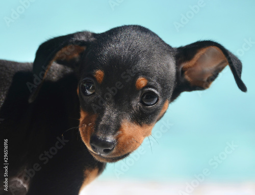 Photography adorable prague ratter puppy