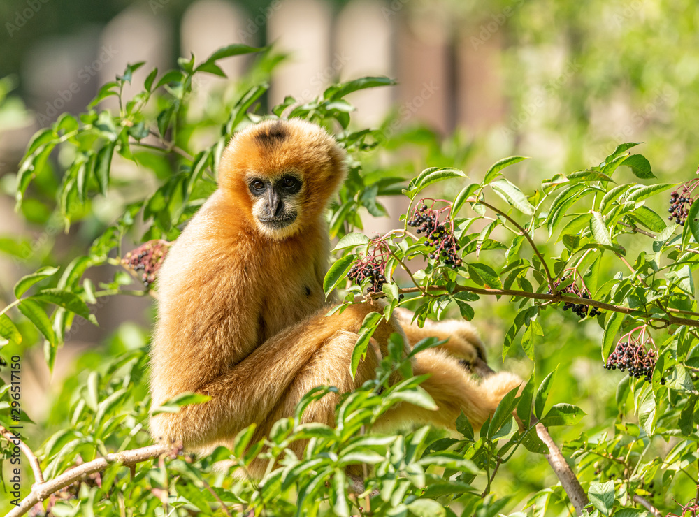 Fototapeta premium golden gibbon on elderberry