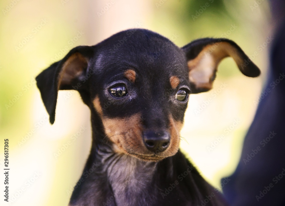adorable prague ratter puppy adorable prague ratter puppy