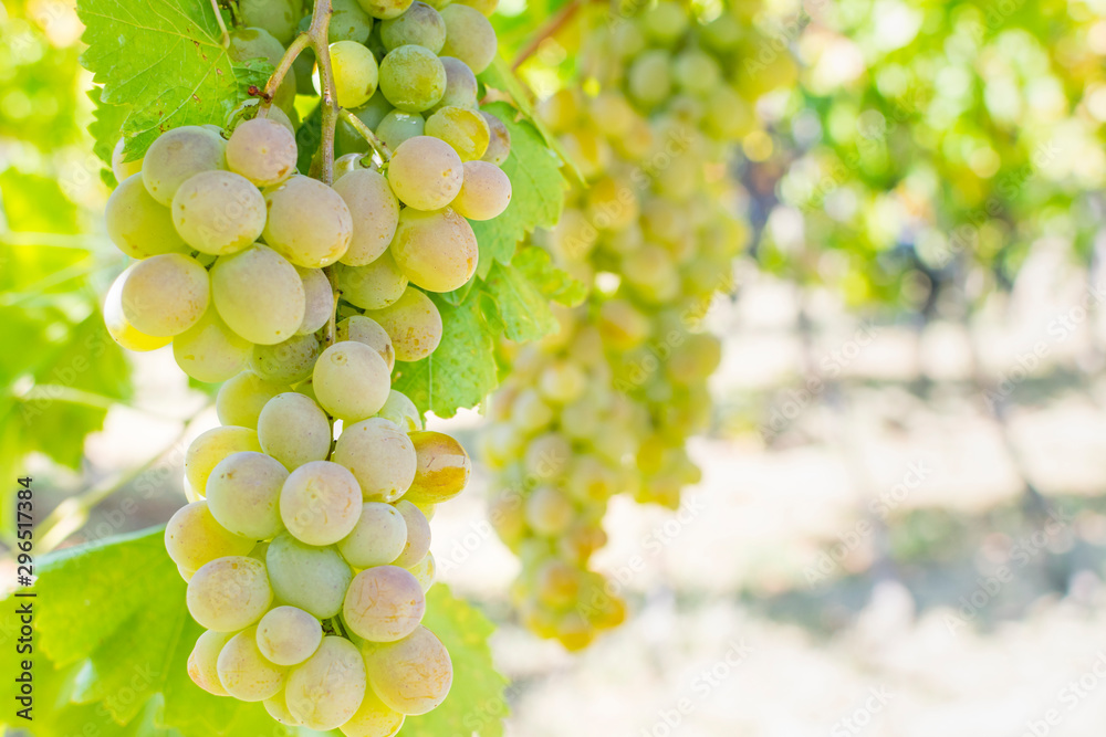 Large bunch of grapes hang from a vine, Close Up of white wine grapes