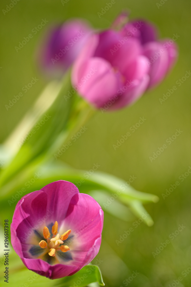 Obraz premium Tulpen im Garten