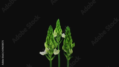 Time-lapse of opening white Snowflake flower (Ornithogalum Narbonense or Star-of-Bethlehem) 9a3 in RGB + ALPHA matte format isolated on black background photo