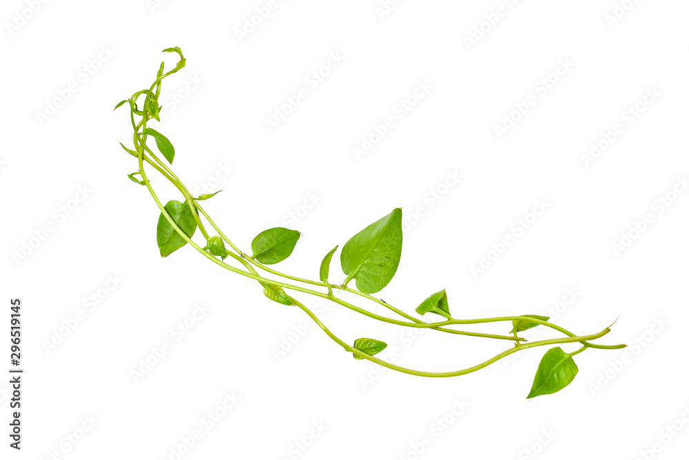 Heart shaped green leaves twisted vines liana jungle plant isolated on white background with clipping path Heart shaped green leaves twisted vines liana jungle plant isolated on white background with clipping path