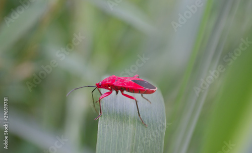 This is the hemiptera. it is on the leaves photo