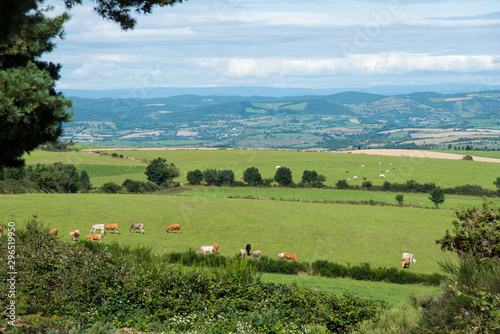 vache, Causse de Sévérac, Sévérac le Château, 12, Aveyron