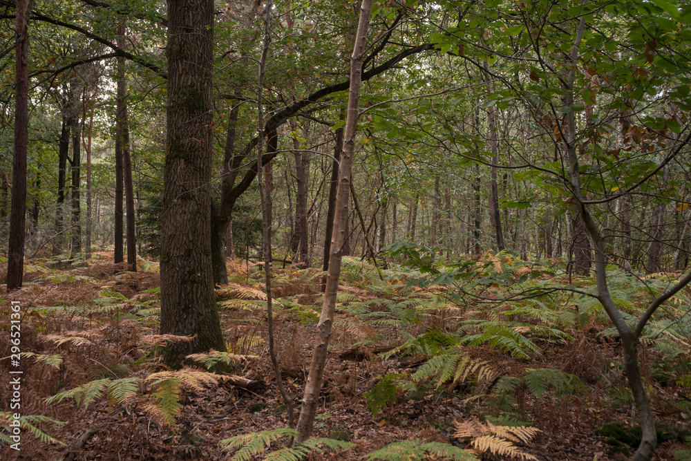 Fototapeta premium Forêt de Sénart, Essonne, 91