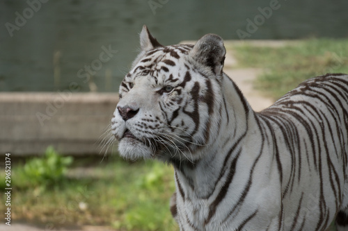 Retrato de un tigre de bangala blanco macho en cautividad en el zoo de Madrid