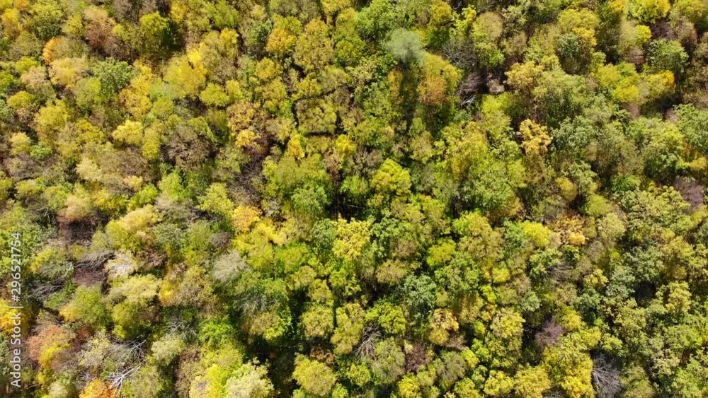 Forest with beautiful trees. Autumn forest top view. Colorful trees. Mesh forest. Christmas tree pine oak maple hornbeam. Forest with beautiful trees. Autumn forest top view. Colorful trees. Mesh forest. Christmas tree pine oak maple hornbeam.