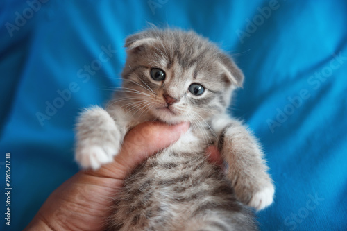 a small Scottish kitten on a blue background at a reception at the vet. treatments for animals