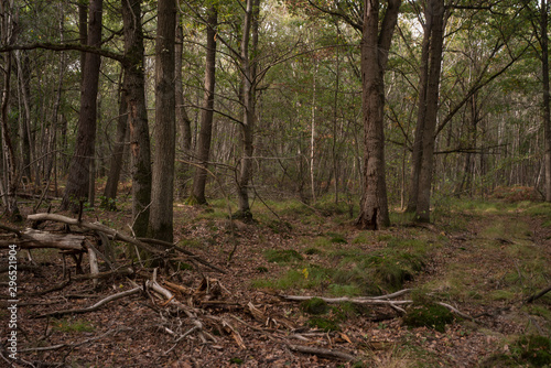 Forêt de Sénart, Essonne, 91