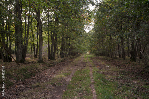 Forêt de Sénart, Essonne, 91 © JAG IMAGES
