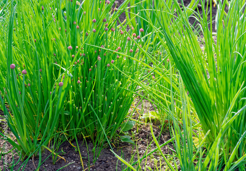 Chives. photo