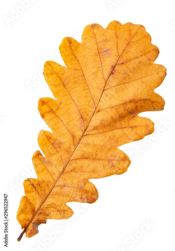 oak autumn leaf on a white background