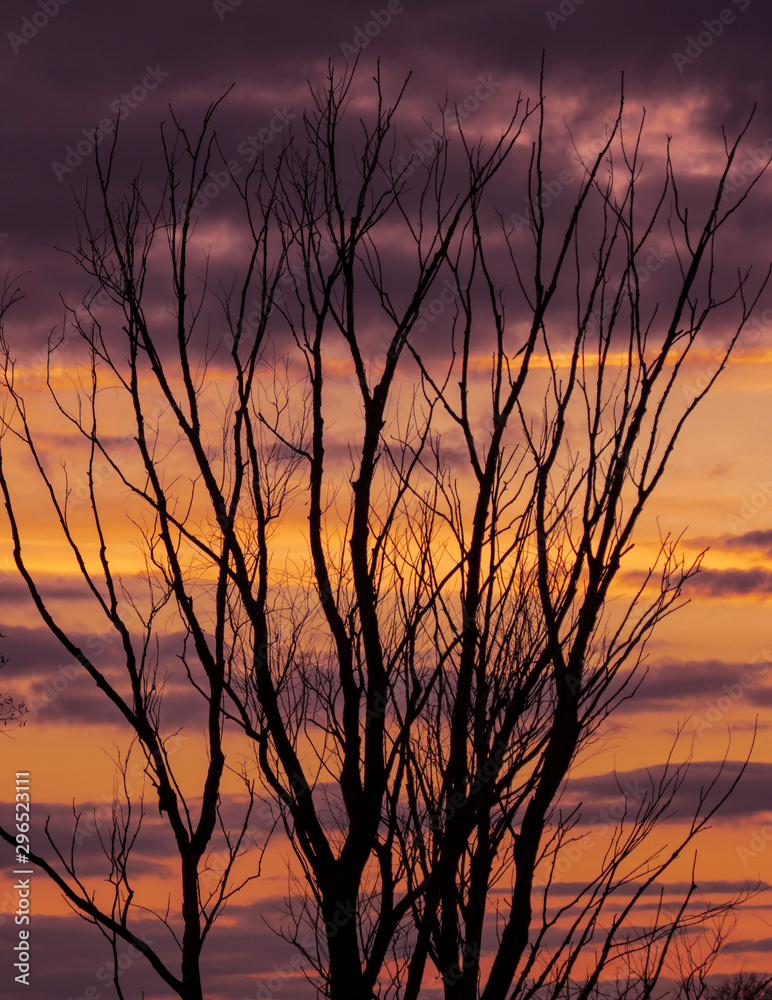 tree branches at sunset as background tree branches at sunset as background