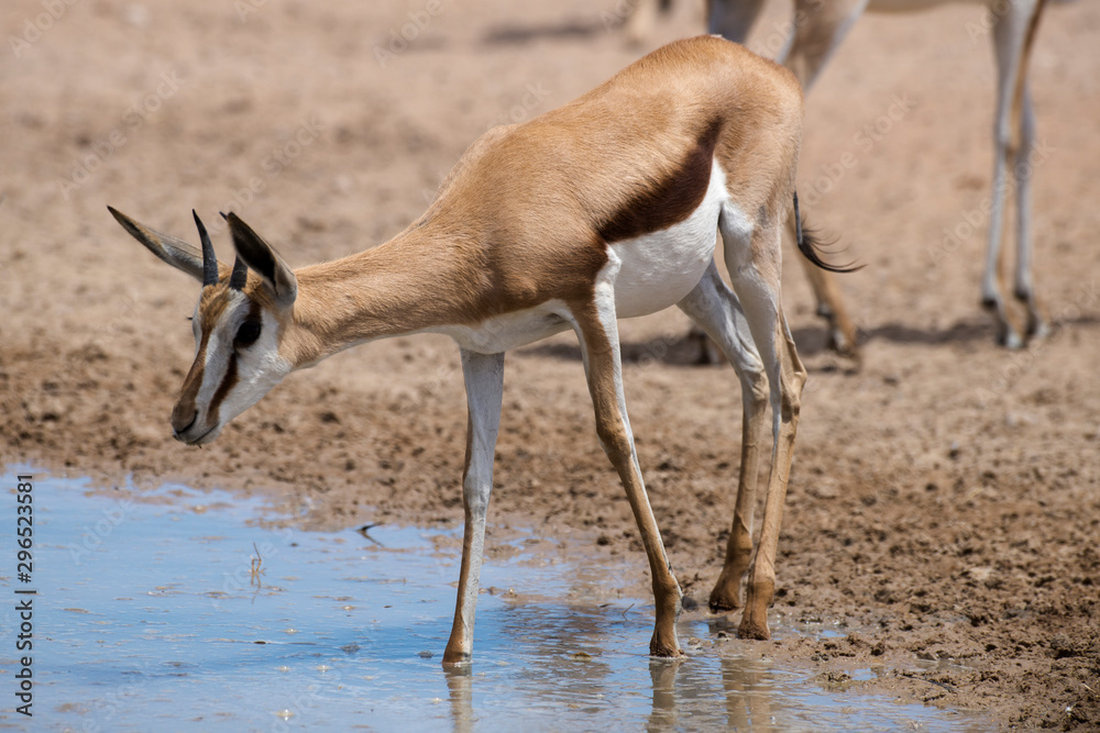 Springbok, Antidorcas marsupialis, Afrique du Sud